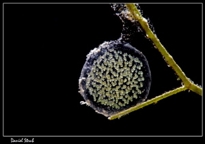 Unidentified eggs; they were in a sphere ... amaizing UW ... by Daniel Strub 